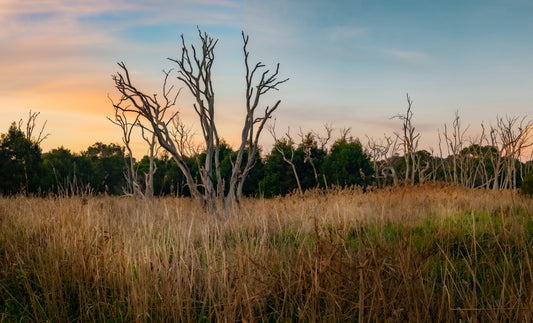 Braeside park sunset
