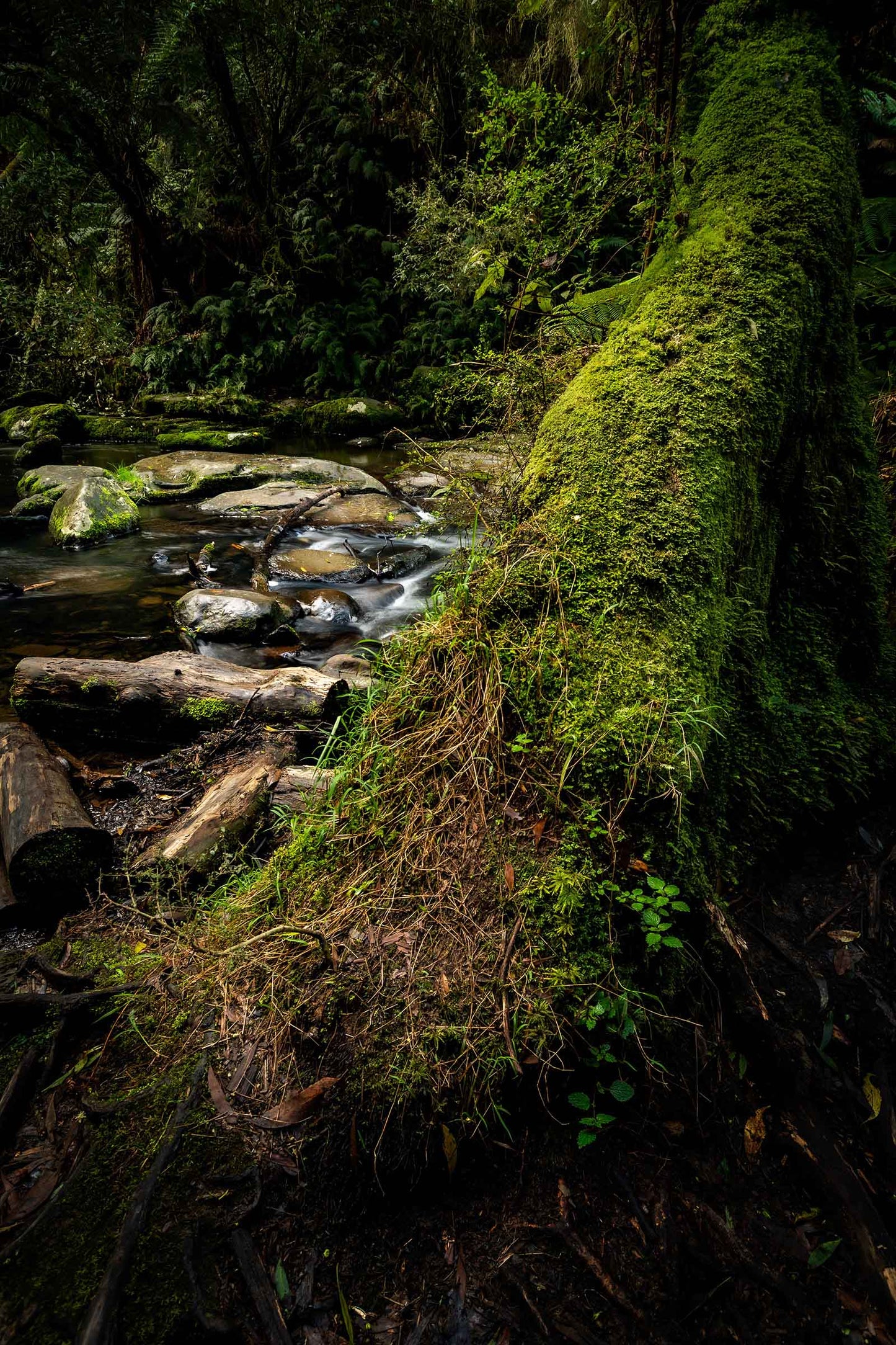 Erskin falls Lorne Victoria portrait 3